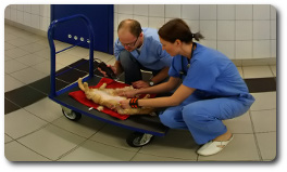 weterynaria.jpg